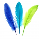 Dyed goose feathers, length: 14 – 20 cm, width ~4 cm
