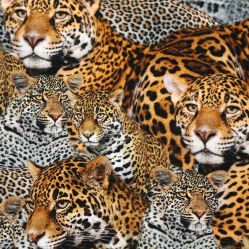 Leopardidega, tugevam, puuvillane kangas, 140cm, K69012, Soodushind!