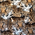 Leopardidega trikotaažkangas, 160cm, 39865