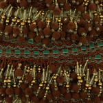 Pärliripatsitega dekoratiivne narmaspael laiusega 9,5cm 