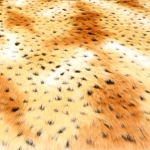 Imitation Fur Fabrics