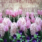 Kevadlilledega, trikookangas kupongina 160 cm x 150 cm, Stenzo, 15914