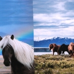 Hobustega, trikookangas kupongina 70 cm x 150 cm, Stenzo, 16543