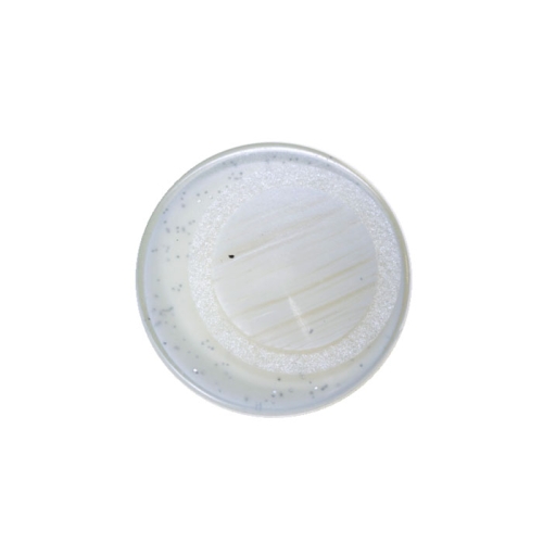 Plastic Shank Button ø23 mm, size: 36L